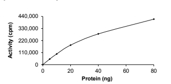 CHEK2 Protein, Human, Recombinant (Active, GST)