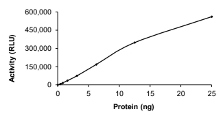 DYRK3 Protein, Human, Recombinant (GST)