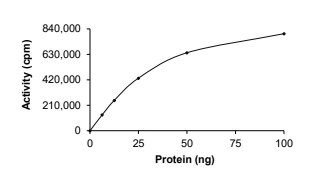 DYRK2 Protein, Human, Recombinant (GST)