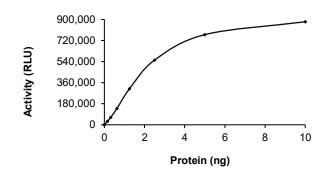 DYRK1B Protein, Human, Recombinant (GST)