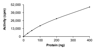 CAMKK1 Protein, Rat, Recombinant (GST)