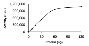 Livin/BIRC7 Protein, Human, Recombinant (GST)