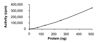 EphB3 Protein, Human, Recombinant (GST)