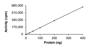 CDC42BPG Protein, Human, Recombinant (GST)