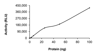 EGFR Protein, Human, Recombinant (aa 668-1210, His)