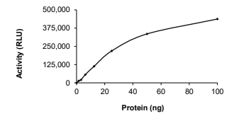 RNF130-BRAF Protein, Human, Recombinant (GST)