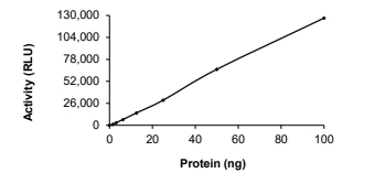 ALK-2/ACVR1 Protein, Human, Recombinant (R202I, GST)