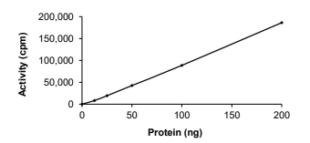 AKT2 Protein, Human, Recombinant (His)