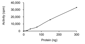CDK2 & Cyclin O Protein, Human, Recombinant (GST)