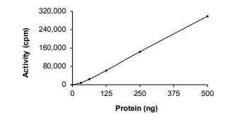 EIF2AK4/GCN2 Protein, Human, Recombinant (GST)