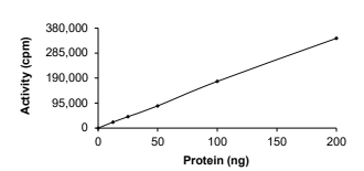CDC42BPA Protein, Human, Recombinant (GST)