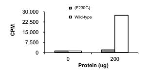 CAMKK1 Protein, Rat, Recombinant (F230G, GST)