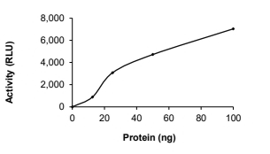 BubR1/BUB1B Protein, Human, Recombinant (GST)