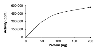 BRSK1 Protein, Mouse, Recombinant (GST)