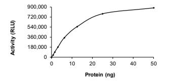 AKT1 Protein, Human, Recombinant (GST)