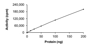 CAMKIV Protein, Human, Recombinant (Active, GST)