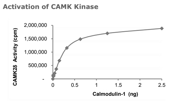CALM1 Protein, Human, Recombinant (His)