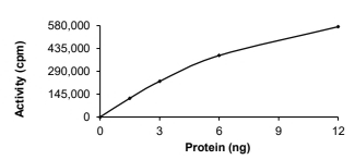 CAMKII beta/CAMK2B Protein, Human, Recombinant (His)