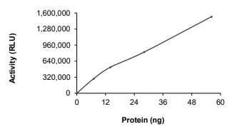 DGKG Protein, Human, Recombinant (aa 10-791, His)