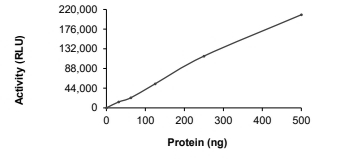 CDK12 & Cyclin K Protein, Human, Recombinant (GST)