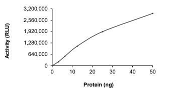DGKZ Protein, Human, Recombinant (His)