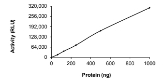 DNMT3B Protein, Human, Recombinant (GST)