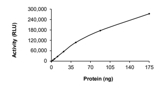 CLK4 Protein, Human, Recombinant (GST)