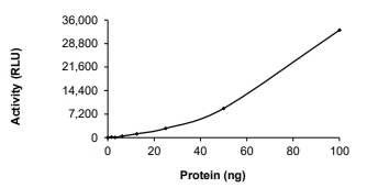 ACVR2B Protein, Human, Recombinant (GST)