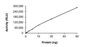 CDC42BPB Protein, Human, Recombinant (GST)