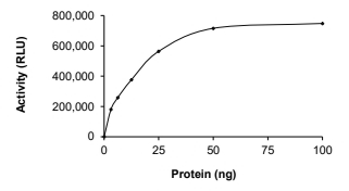 CDC42 Protein, Human, Recombinant