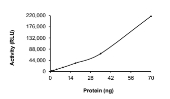 ALK-4/ACVR1B Protein, Human, Recombinant (GST)