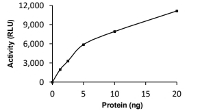 AMSH/STAMBP Protein, Human, Recombinant (His)