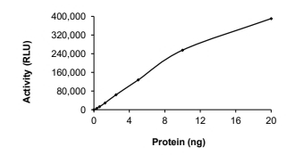 CAMKI gamma/CAMK1G Protein, Human, Recombinant (aa 1-330, GST)