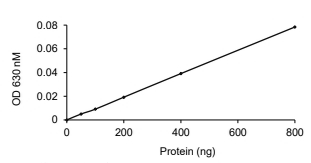 CDC25B Protein, Human, Recombinant (GST)