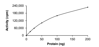CLK2 Protein, Human, Recombinant (GST)