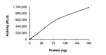 CDC42BPA Protein, Human, Recombinant (GST)