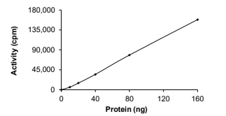 EphA4 Protein, Human, Recombinant (aa 610-887, GST)