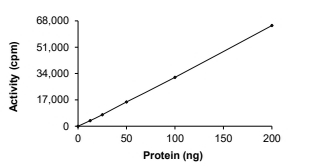 EphA4 Protein, Human, Recombinant (aa 570-986, GST)