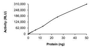 CDC7 & DBF4 Protein, Human, Recombinant (GST)