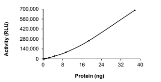 BRSK2 Protein, Human, Recombinant (GST)