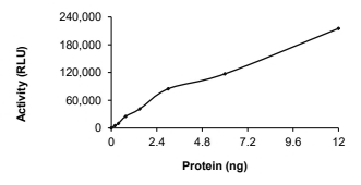 EphB1 Protein, Mouse, Recombinant (GST)