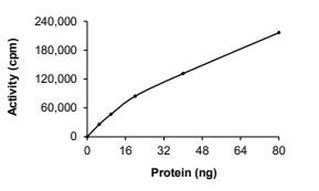 BTK Protein, Human, Recombinant (P190K, His)
