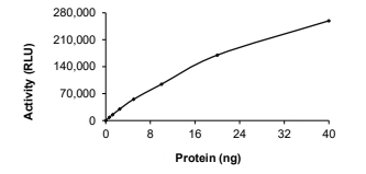 CLK3 Protein, Human, Recombinant (Active, GST)