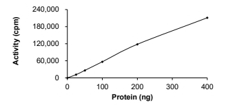 CAMKII beta/CAMK2B Protein, Human, Recombinant (GST)