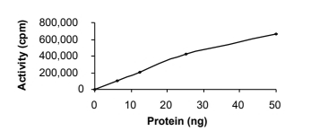 CAMKI gamma/CAMK1G Protein, Human, Recombinant (aa 1-330, GST)
