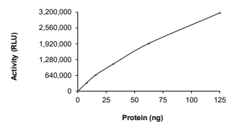 DGKG Protein, Human, Recombinant (aa 1-791, His)