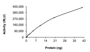 CLK1 Protein, Human, Recombinant (His)