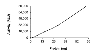 BMP2K Protein, Mouse, Recombinant (GST)