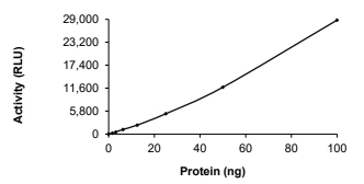 ACVR2A Protein, Human, Recombinant (aa 161-513, His)