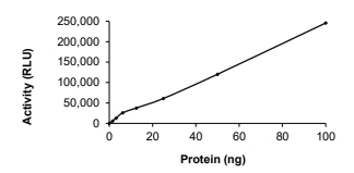 ADCK3 Protein, Human, Recombinant (GST)